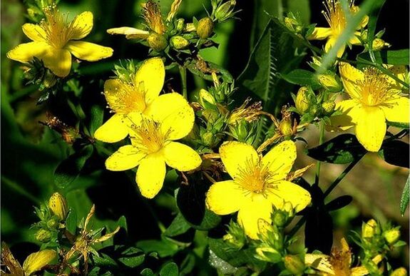 Ang St. John's wort kay usa ka tanom nga tambal nga makatabang sa pagsagubang sa prostatitis